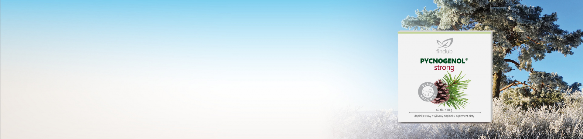 Ekstrakt <b> z kory sosny przybrzeżnej </b> 